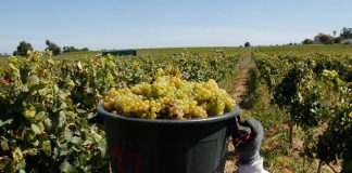 Vindimas no Alentejo já começaram e prevê-se um aumento de 5% da produção