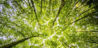NERE calcula pegada ecológica das empresas de Évora