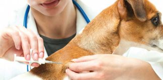 Câmara de Setúbal retoma este mês campanha de vacinação antirrábica