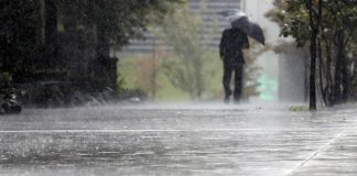 Mau tempo em Setúbal provoca queda de árvores e postes e danos em casas