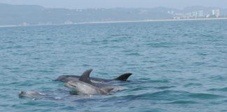 Golfinhos do Sado estão saudáveis, mas velhos e ICNF diz que animais precisam de descanso