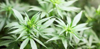 Aljustrel tem a maior plantação de canábis medicinal da Europa