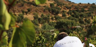 Adega da Vidigueira, Cuba e Alvito à espera de grandes vinhos