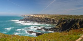 Universidade de Évora descobre nova espécie de planta na Costa Vicentina