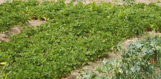 Seixal inaugurou mais uma horta urbana em Corroios