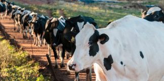 Associação de Agricultores do Sul promove debate sobre pecuária extensiva