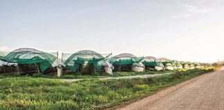 Ação judicial tenta travar “agricultura de plástico” no Parque Natural do Sudoeste