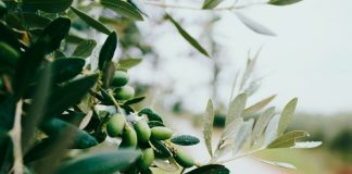 Campo Maior acolhe em maio certames nacionais de olivicultura e do azeite