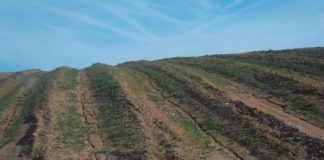 Recinto de fossos pré-históricos no Baixo Alentejo afetado por trabalhos agrícolas