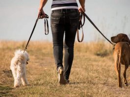 Município de Sines lança programa de voluntariado para passeios de animais