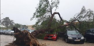 Árvore de grande porte cai em cima de carros junto a escola primária em Setúbal