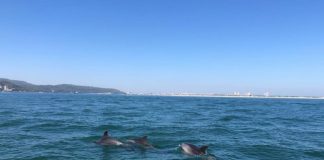 Observação de golfinhos no Sado condicionada em agosto