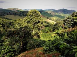 Seixal promove ação de reflorestação em zona afetada pelo incêndio ocorrido em setembro