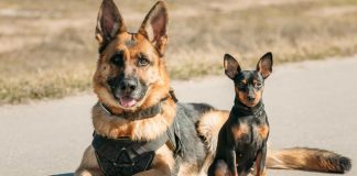 Seixal faz festa e lança novo Centro de Recolha Animal