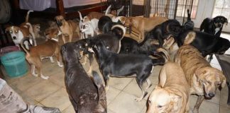 Almada vai dar posse ao Provedor Municipal dos Animais