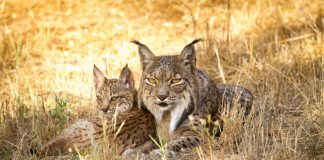 Vale do Guadiana tem a maior taxa de nascimentos de linces da Península Ibérica