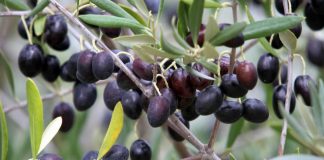 Monte do Pasto e Innoliva investem mais de 15 milhões em Cuba e Alvito