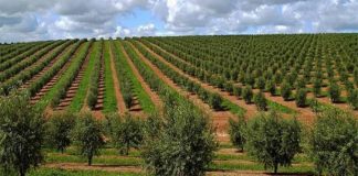Câmara de Arraiolos preocupada com cultura superintensiva pede intervenção das autoridades