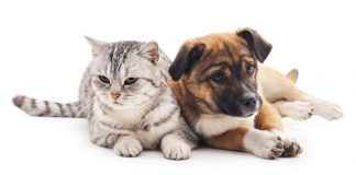 Viana do Alentejo promove esterilização gratuita de animais de companhia