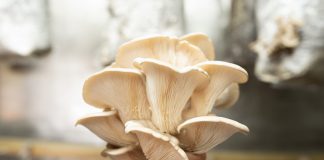 Delta Cafés produz cogumelos a partir da borra do de café