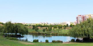 Almada vê aprovada candidatura ao Programa Floresta Comum