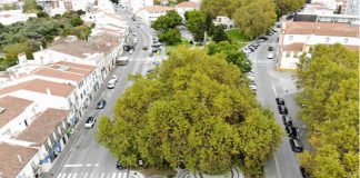 Plátano de Portalegre eleito árvore do ano para 2021