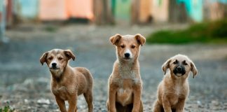 Cuba vai ter um centro de recolha de animais