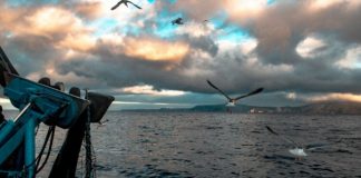 Sesimbra cancela comemorações do Dia Nacional do Mar