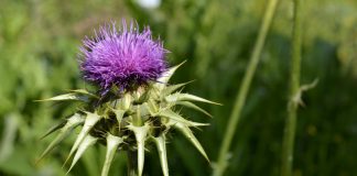 CEBAL promove Roadshow Tecnológico Nacional em defesa do cardo