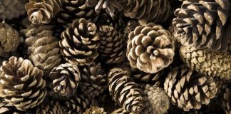 GNR apreende 1.985 quilos de pinhas em Grândola