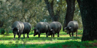 Produtores de porco alentejano consideram “essencial” apoio do Governo