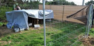 Gabinete Veterinário de Sines iniciou captura de matilha