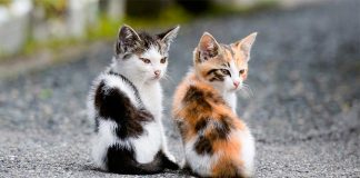 Almada reforça ações de bem-estar animal no concelho