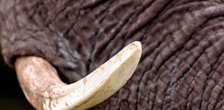 Dente de elefante encontrado no rio Mira dá origem a estudo internacional