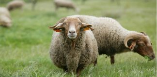 Municípios empenhados em salvar ovelha saloia da extinção