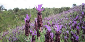Universidade de Évora desenvolve projeto para criar jardins sustentáveis