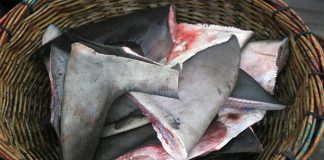 GNR apreende 83 barbatanas de tubarão no Porto de Pesca de Sesimbra