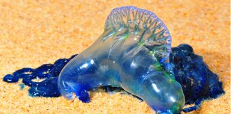 Capitania alerta para avistamento de caravelas-portuguesas em Sines e Odemira