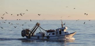 Pescadores de cerco no limite financeiro