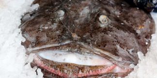 GNR apreendeu mais de 300 quilos de pescado em Sesimbra