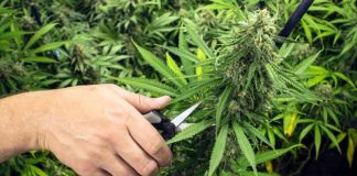 Primeira colheita de canábis para fins medicinais em Aljustrel rende 3 mil quilos