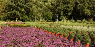 UÉ aposta em jardins sustentáveis contra as alterações climáticas
