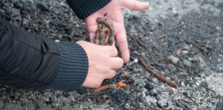 Vida animal está a desaparecer do estuário do Sado