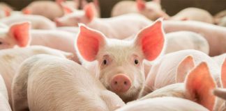 População contra instalação de suinicultura junto à aldeia do Lousal em Grândola