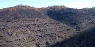 Cerca de 600 hectares de área ardida reflorestados em Gavião num investimento de 1 milhão