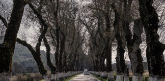 Marvão concluí intervenção de conservação na Alameda dos Freixos