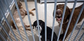 Alentejo com 17 projetos de quase 3 milhões para centros de recolha de animais