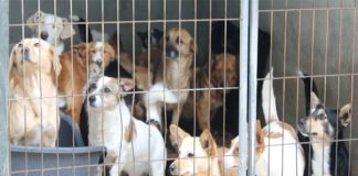 Associações de animais do distrito enfrentam novos desafios