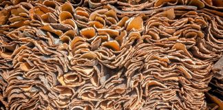 Empresa corticeira investe 4 milhões em nova unidade em Alter do Chão