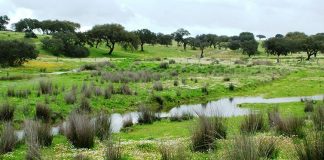 ICNF aprovou candidatura de Aljustrel para funcionamento do Gabinete Técnico Florestal